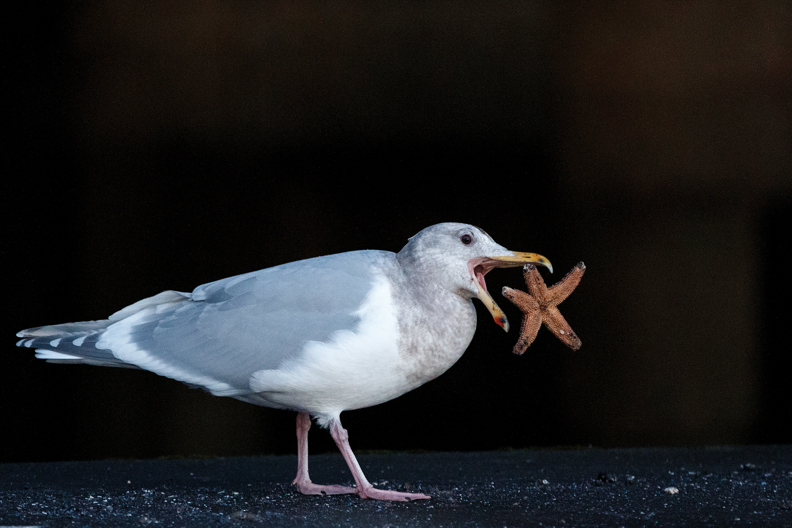 004Seagull vs Starfish CMYK